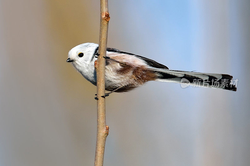 自然生境中的长尾山雀(aegithalos caudatus)